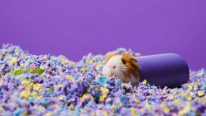 Chipsi Carefresh Confetti Pet Bedding 50L/3.9KG