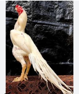 TELUR AYAM HIAS ASEEL UNTUK DI TETASKAN