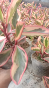 tanaman hias peperomia clusiifolia  teplant red tanaman outdour merah peperomia ginny