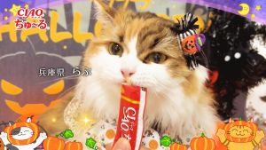 CIAO ชูหรุบี ชูหรุโตะ ฮาโลวีน ขนมแมวและสุนัขสอดไส้ครีมเลีย รวมรสชาติ 40 ชิ้น/กล่อง (1 กล่อง) - CSP-02/CSP-03