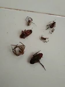 [100% Ampuh]  Obat Anti Kutu Kasur Tungau Gun Killer Pembasmi Busuk tumbila Sofa bug Petinggi