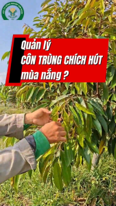 (100g) Thuốc trừ sâu BOMBI GOLD 500WG - hiệu Tiêu Rầy Thái 100gam - DẠNG CỐM - MÁT CÂY