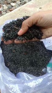 Sekam bakar untuk media tanam | merang padi sekam bakar