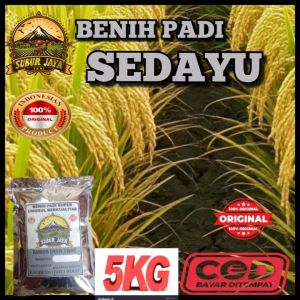 Benih/Bibit Padi SEDAYU benih padi super unggul kualitas terbaik KEMASAN 5KG