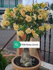 Adenium Obesum Bonsai ID 938 Honey Lemon 富贵花