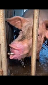 Pembuat Minum Babi / Alat Minum Babi / Nipple Drinker Pig / Stainless Steel Automatic Drinker