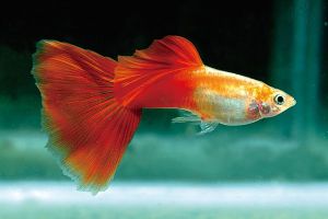 Red Rose Guppy/Ornamental fish/Freshwater/Readystock