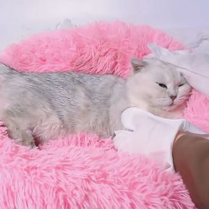 ถุงมือสัตว์เลี้ยงแบบใช้แล้วทิ้ง ดูแลผิวสุนัขแมว ถุงมือทำความสะอาดระงับกลิ่นกายสำหรับชมพลาสติก