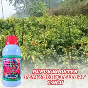 Obat Pelebat Bunga dan Buah Tanaman Cabe Pupuk Booster Cabe yang Bagus Ampuh Anti Rontok Anti Patek