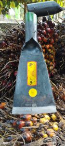 Dodos camel 222 malaysia