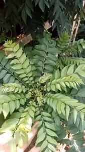 Daun Kari Segar / Daun Salam Koja Segar Herbal Alami