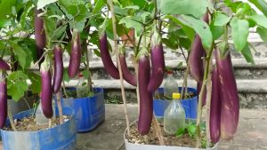 Bonsai Eggplant Seeds: A Comprehensive Guide
