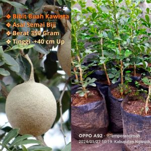 Bibit Tanaman Buah Kawista Buah Kawi