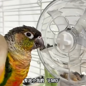 Bird Foraging Wheel Puzzle Feeder Toy | Interactive Treat Dispenser for Lovebirds Budgies Cockatiels Conures | Bird Enrichment Toy Cage Foraging Feeder