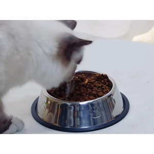 Bát ăn cho thú cưng Bát ăn cho chó mèo Bát nước cho chó mèo-ESTLA
