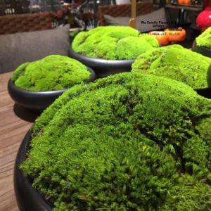 Modern Chinese Style Artificial Bonsai Plant in Potted Green Moss Office Coffee Table Desktop Decoration for Club And Sales Office