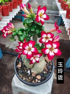 Mini Adenium Obesum Bonsai ID Yu Ling Long 玉玲珑 迷你富贵花