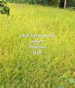 Benih padi beras putih padi walen pulen pilihan 500 gram