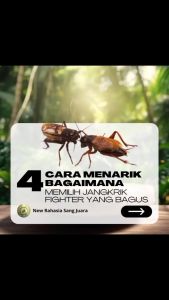 Pakan Jangkrik Aduan Extra Sadek 50ml – Nutrisi Jangkrik Petarung Pakan Jangkrik Laga Penunjang Stamina & Keaktifan