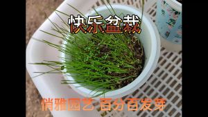 Creative DIY Potted Office Desktop Mini Plants