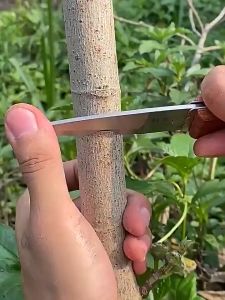 Nursery Grafting Tape Stretch Film Parafilm Pita Untuk Pokok Kahwin Cantuman Keratan Durian Bunga Buah