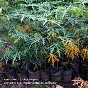 Bibit Tanaman Herbal Jarak Tintir Tanaman Yodium Tanaman Herbal Betadin