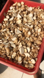 Murah Kunyit Putih Iris Kering / Kunir Putih Iris Kering Herbal Alami