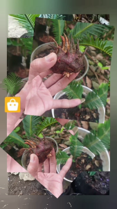 Bibit Tanaman Hias Sikas Palem sikas Pakis Cicadaceae cycas
