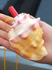 นกหวีดหอยสังข์ขนาดใหญ่ตามธรรมชาติแตรเป่าเปลือกหอยงานฝีมือของเล่นสร้างสรรค์ของขวัญเด็กเครื่องประดับเป่าได้