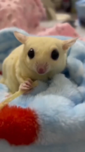 ปลาเส้น Paradise ขนาด ( ใหญ่ 240 กรัม ) สำหรับชูก้า และสัตว์เลี้ยง