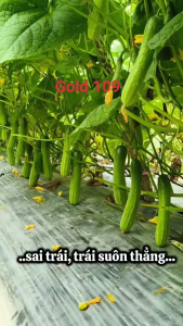 (Gói 10gr) Hạt Giống Dưa Leo Gold 109 TÂN HIỆP THÀNH - Giống F1 Ưu Thế Lai