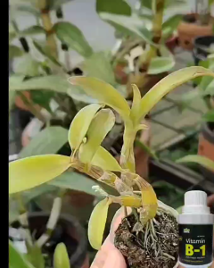 Pupuk Vitamin B1 Premium Nutrisi Tanaman Anti Stress Kualitas Import