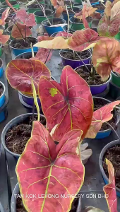 TKL - Caladium Rose Glow/Glitters/Debuntante/Yellow Monster/Danasty/Green Spider/New Wave/Lemon Blush/Strawberry Star