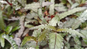 Hemigraphis Repanda /(Broad leaves)Dragons Tongue purple-terrarium/paludarium/vivarium/gardening/rainforest landscaping