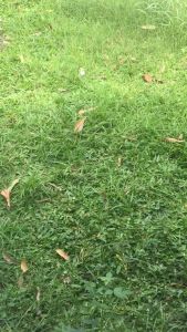 Parfum AL REHAB LOVELY / LOVELT BOTOL SPRAY AL REHAB / LOVELY AL REHAB ORIGINAL