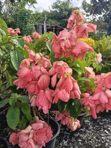 ดอนญ่าลูซ กระถาง 11 นิ้ว ต้นสวยและแข็งแรง (กทม)