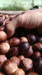 Biji Pala Kering Hitam ( Jual Satuan )