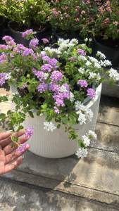 ผกากรองดอกหอม พันธุ์ใหม่แบบเลื้อย Lantana camara L. มี2 สี ม่วงพลาสเทล ขาว 🌺ผกากรองดอกหอม🌺 🪴🪴 ชุดนี้มาทุกสีเลยจร้า สีม่วงพชาสเทล สีขาว สดใสท้าแดด✨️✨️   ผกากรอง เป็นไม้พุ่มชอบแดด เต็มวัน  ชอบน้ำมากๆ  แตกต่างจากผกากรองทั่วไปคือมีกลิ่นหอมสดชื่นคล้ายๆค่ะ