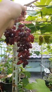 Bibit Anggur Import Carnival Asli Grafting