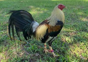 TRẠI GÀ THÀNH ĐÔNG LONG AN . TRỨNG GÀ GIỐNG LỚN KÝ .10 TRỨNG GÀ NÒI ẤP NỞ CON GIỐNG . TẶNG THÊM 02 TRỨNG .