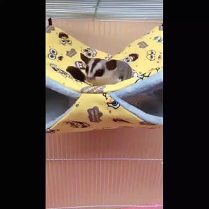 Sugar Glider Hanging Sleeping Bag layer Hammock 1-3