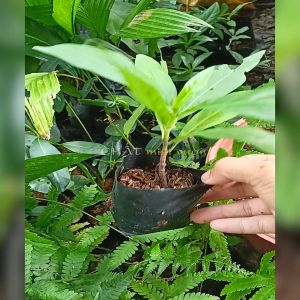 Cây Nhàu Giống Siêu Quả - Cây dược liệu chât lượng cao