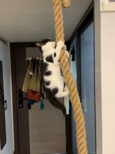 Thickened Wear-Resistant Cat Climbing Rope Four Seasons Cat Climbing Frame Tree Simulation Claw Grinding Cat Toy Pet Supplies