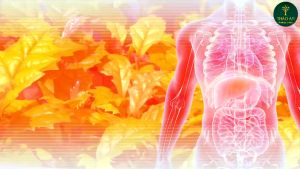 Trà Xạ Đen nguyên túi lọc 30 túi lọc hỗ trợ ổn định huyết áp - hạ mỡ máu - men gan 90 gram Thảo An TP024 Việt Nam