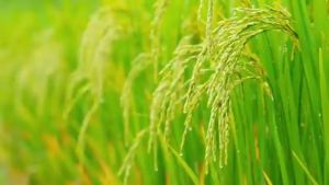 [THÙNG 30 GÓI] - THIEN HUONG FOOD - Hủ tiếu Như Ý 2 vị: Nam Vang Chay Hủ tiếu ăn liền Như Ý Hủ tiếu gói Như Ý (60g/gói)