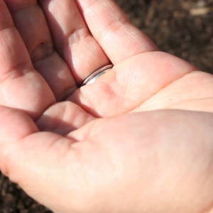 OKRA SEEDS MALAMBOT AT WALANG KANTO