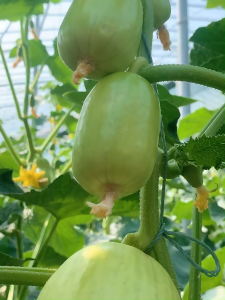 เมล็ดแตงกวาลูกเกดเมล็ดผลไม้หญิงฤดูกาลเมล็ดพืชผัก