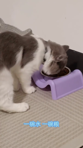 Pet Double Bowl Stainless Steel Slow Feeder Cat Dog Food Bowl Leak Proof Anti Tipping Non Slip Mat Bekas Makanan