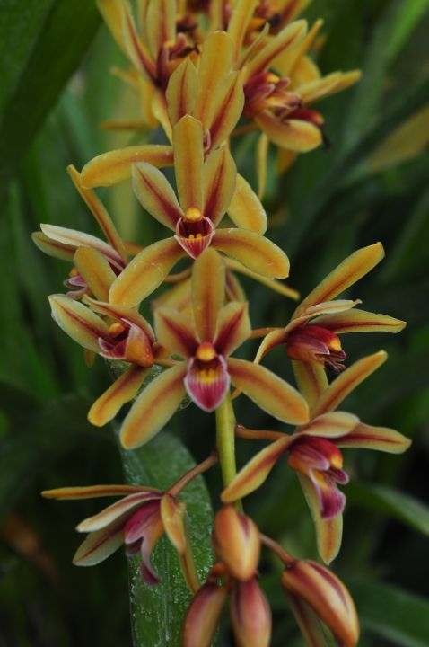 CYMBIDIUM ALOIFOLIUM – RARE SPECIES | Lazada PH