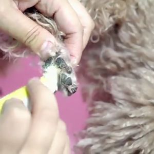 ปัตตาเลี่ยน ตัดขนซอกเท้า ที่สำหรับการตัดขนสูง และขนสูง ยอดคลิกที่สุด